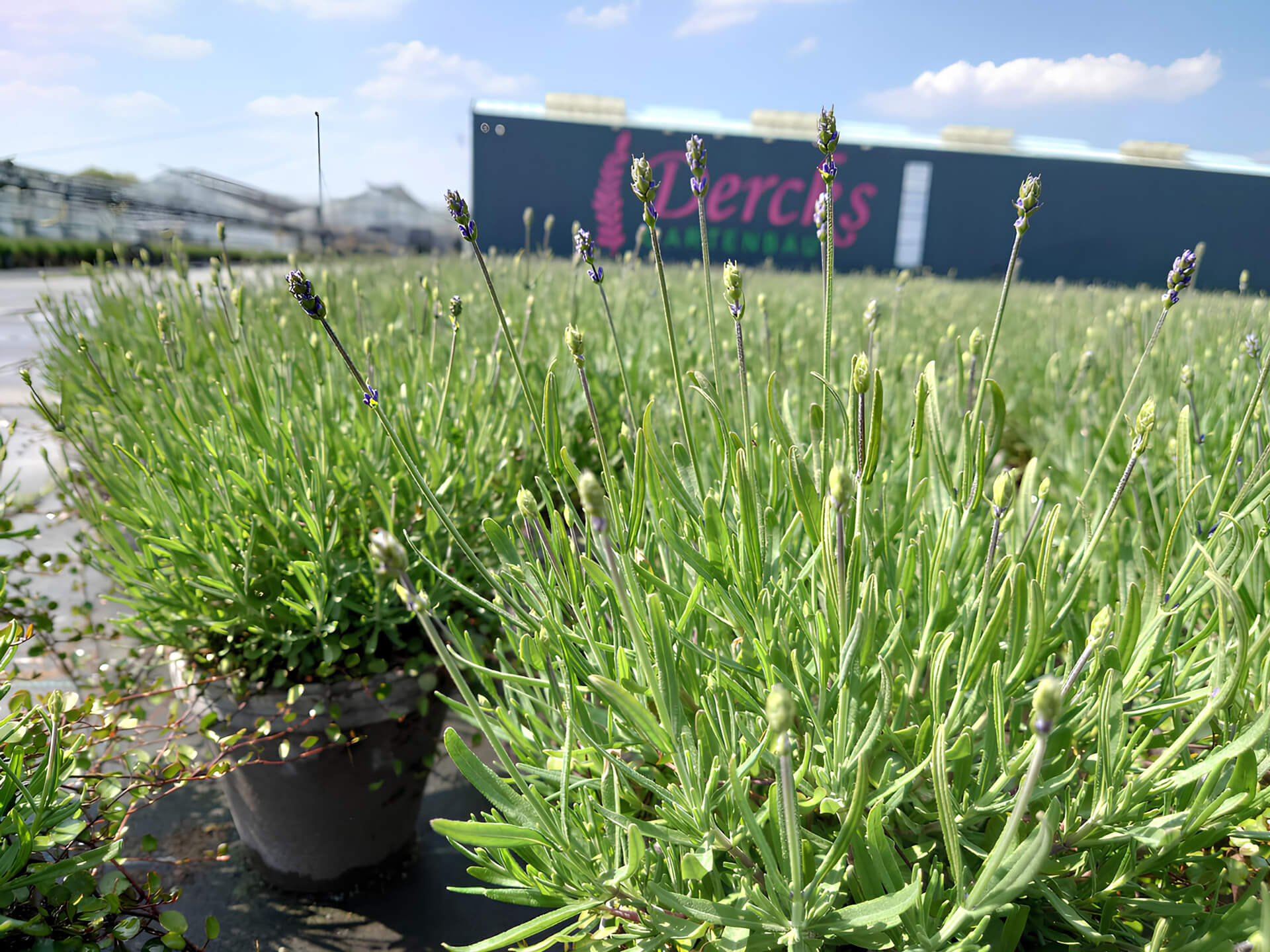 Dercks Gartenbau | Geldern