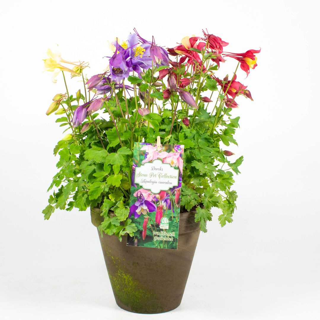 16cm Tontopf mit der Pflanze Aquilegia caerulea Trio