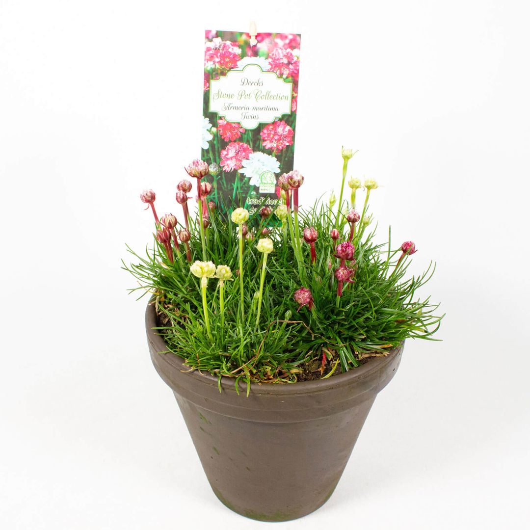 16cm Tontopf mit der Pflanze Armeria Twins