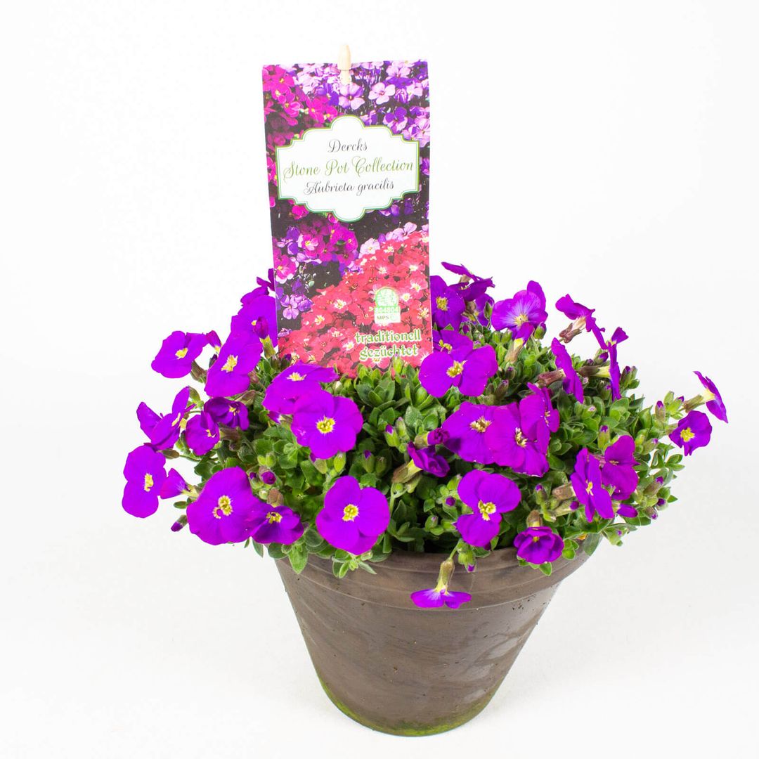 16cm Tontopf mit der Pflanze Aubretia gracilis