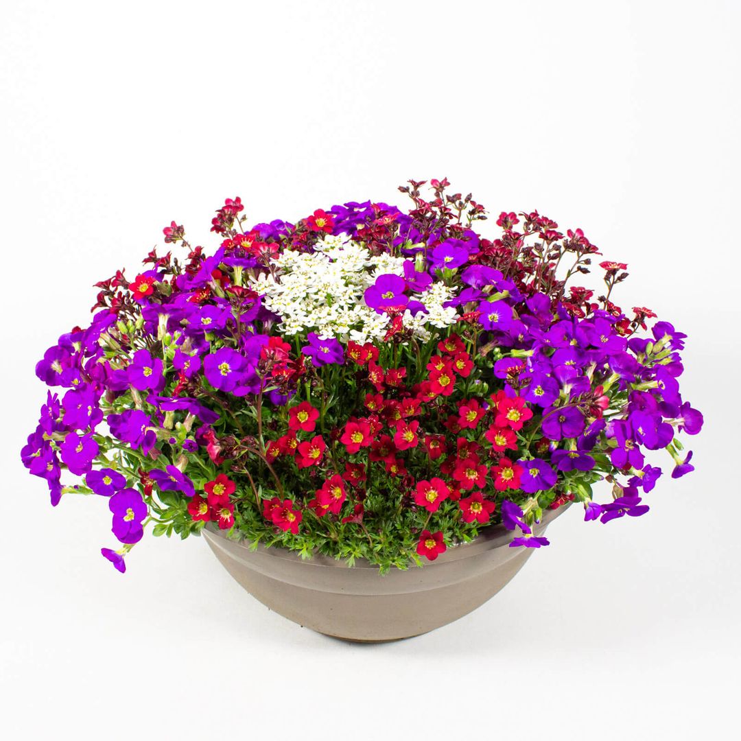 23cm Plastikschale mit Frühjahrsblumen in Lila, Rot und Weiß