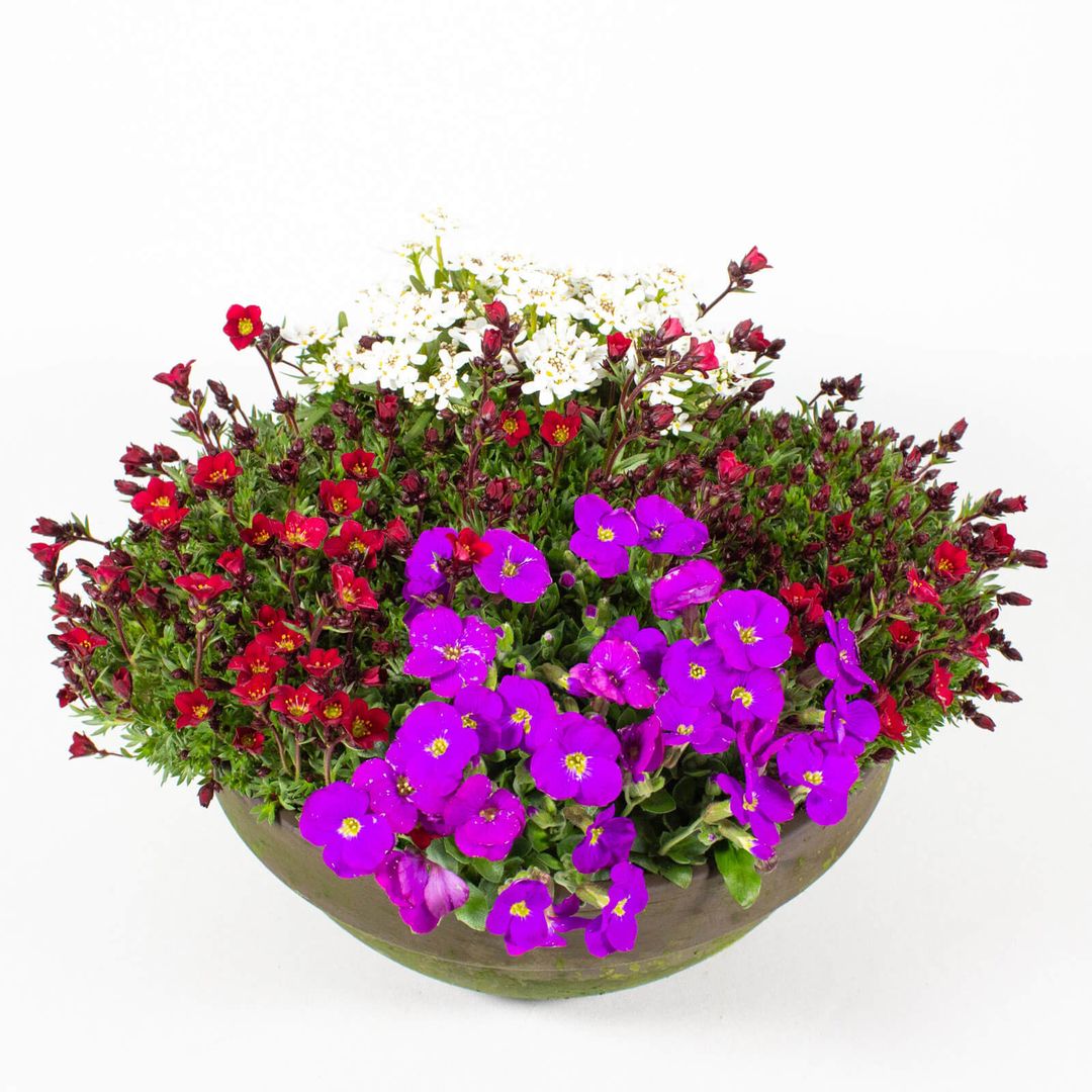 23cm Tonschale mit Frühjahrsblumen in Lila und Rot