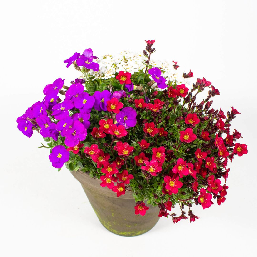 16cm Tontopf mit Frühjahrsblumen in Lila und Rot