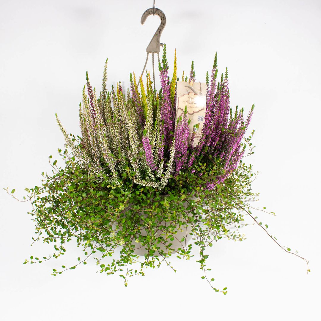 Hängeampel - Zusammenpflanzung moderner Herbstpflanzen