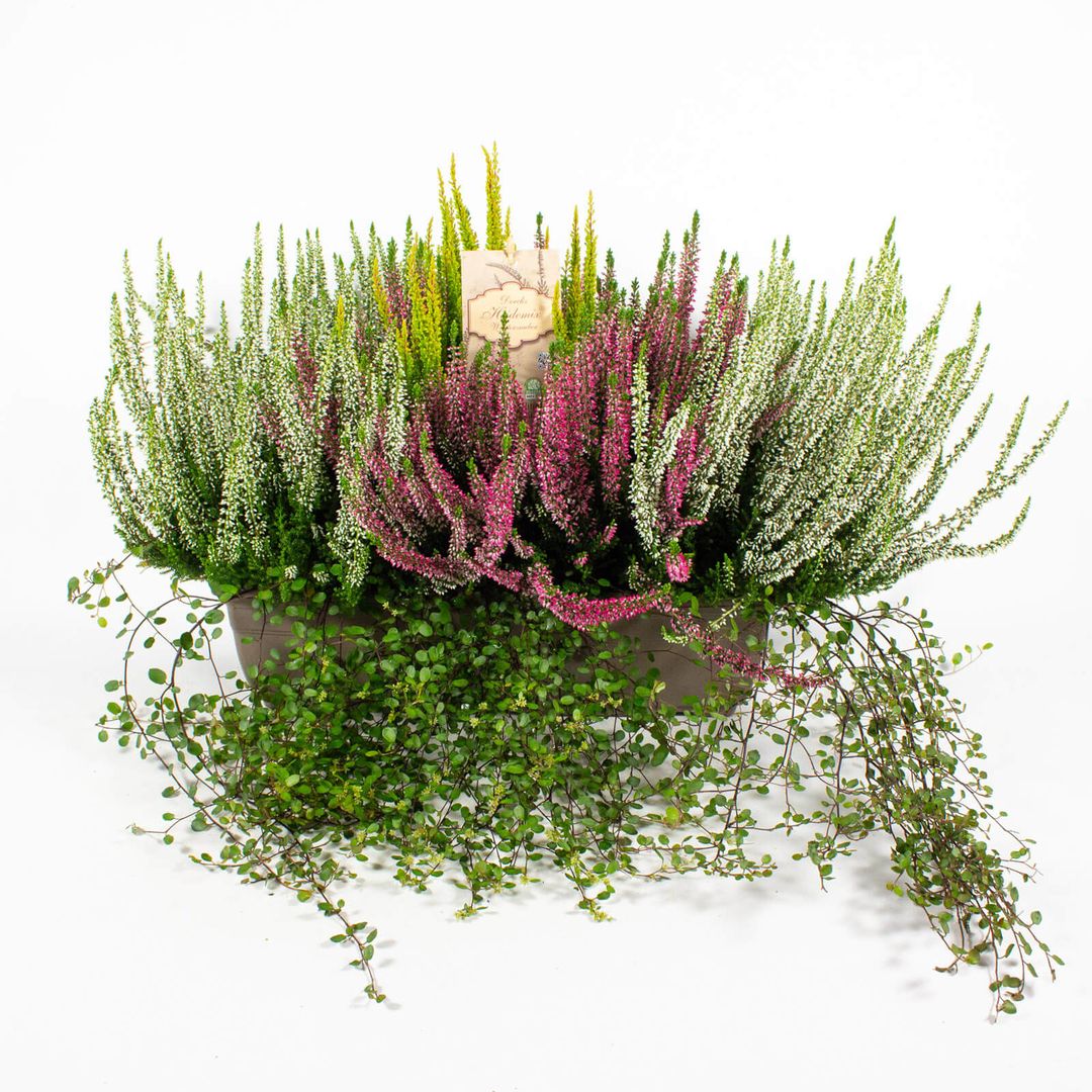 Zusammenpflanzung moderner Herbstpflanzen im 40cm Balkonkasten