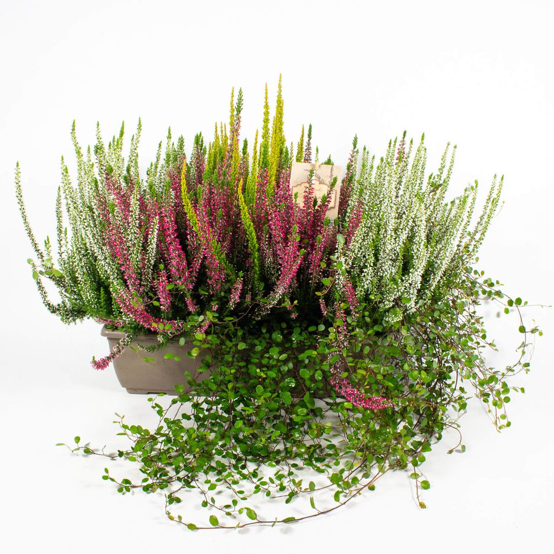 Zusammenpflanzung moderner Herbstpflanzen im 50cm Balkonkasten