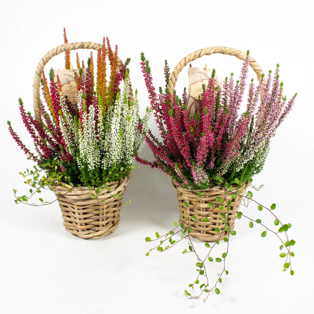 Zusammenpflanzung moderner Herbstpflanzen in zwei 11cm Henkelkörben
