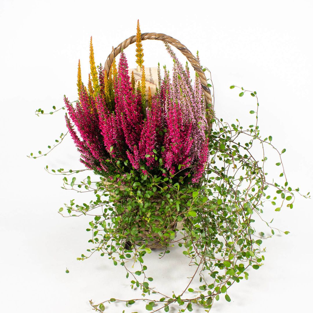 Zusammenpflanzung moderner Herbstpflanzen im 14cm Henkelkorb