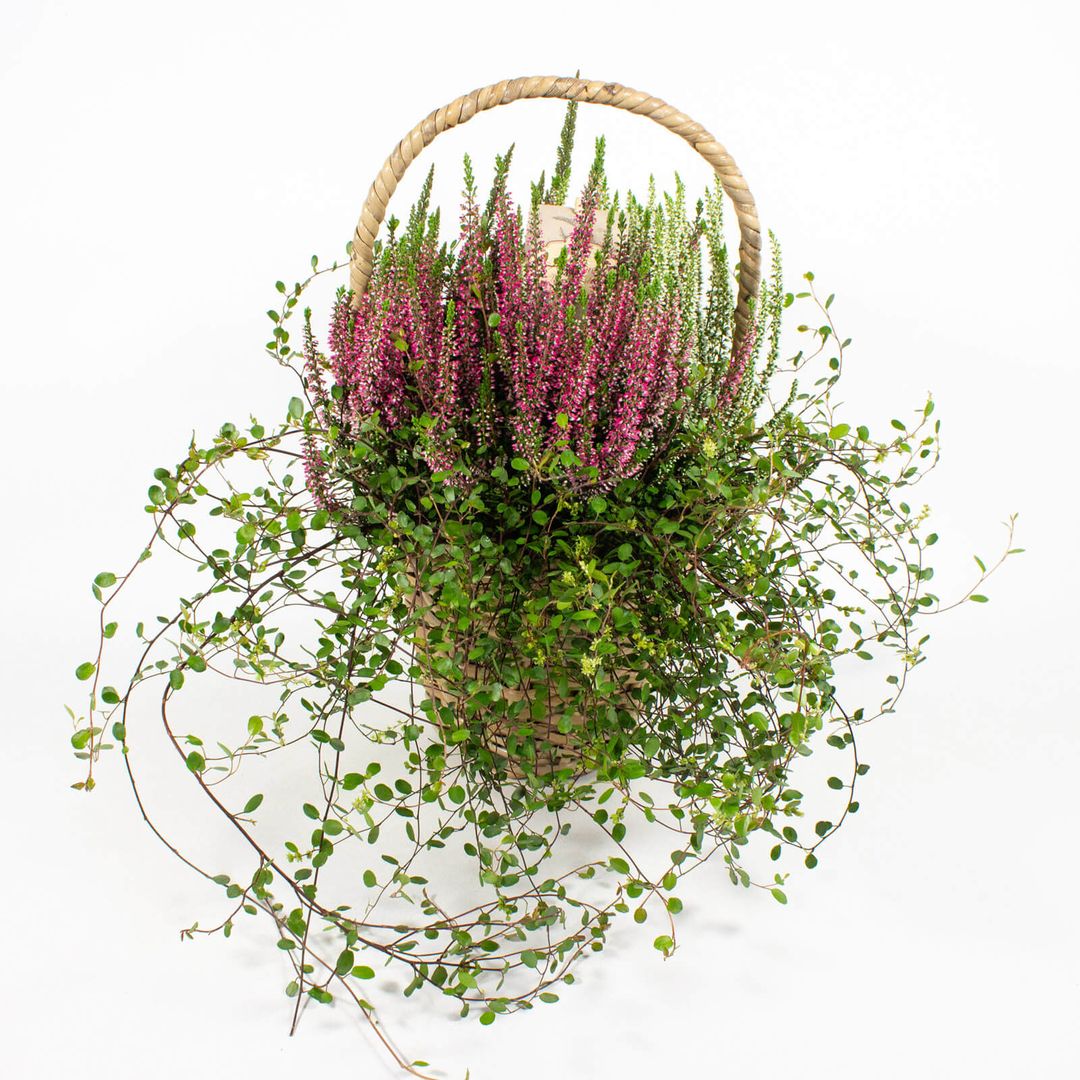 Zusammenpflanzung moderner Herbstpflanzen im 20cm Henkelkorb