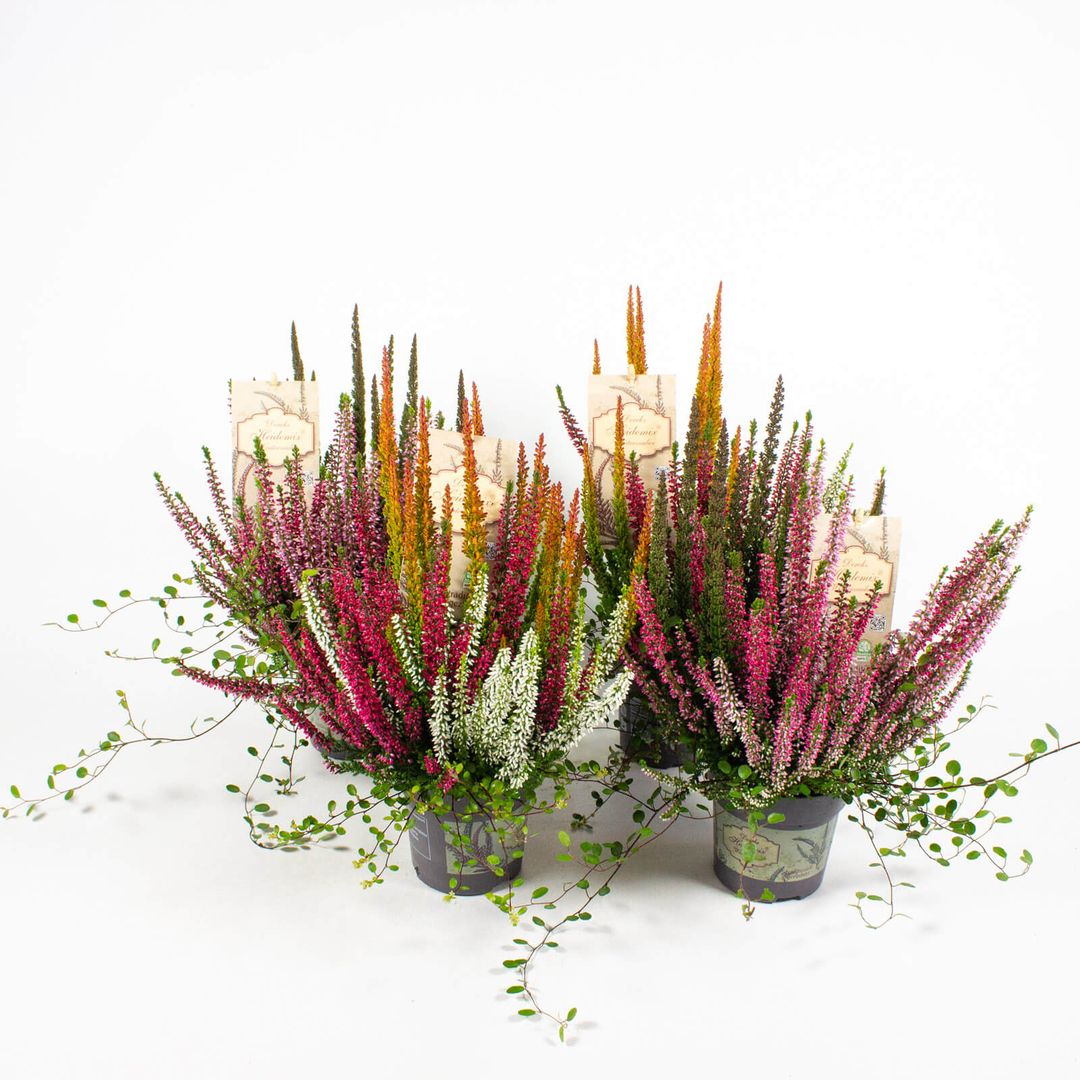 Zusammenpflanzung moderner Herbstpflanzen im Dekotopf - 10,5cm