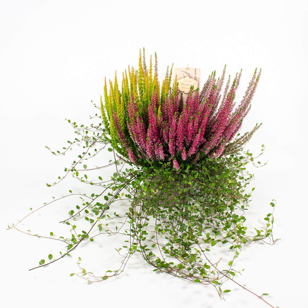 Zusammenpflanzung moderner Herbstpflanzen im Dekotopf - 15cm