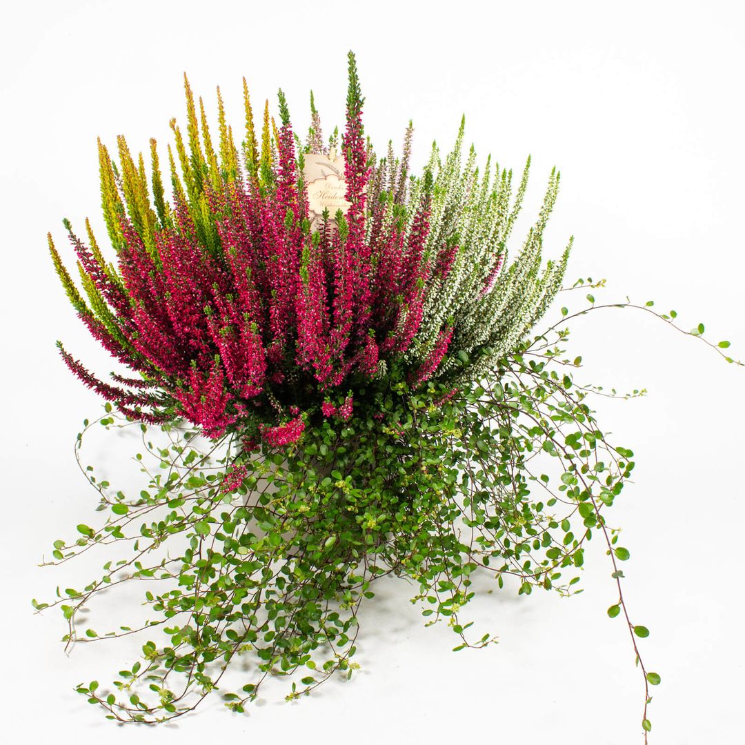 Zusammenpflanzung moderner Herbstpflanzen im Dekotopf - 20cm