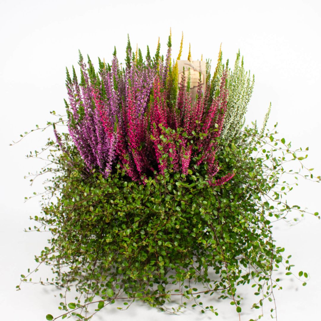 Zusammenpflanzung moderner Herbstpflanzen im Dekotopf - 26cm