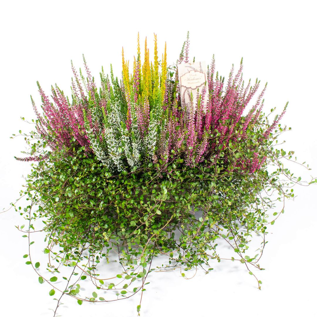 Zusammenpflanzung moderner Herbstpflanzen in einer 30cm Kunststoffschale