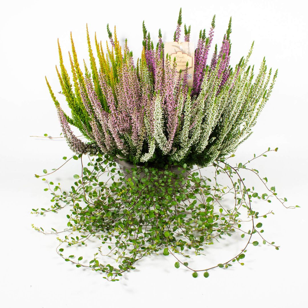 Zusammenpflanzung moderner Herbstpflanzen in einer 23cm Kunststoffschale