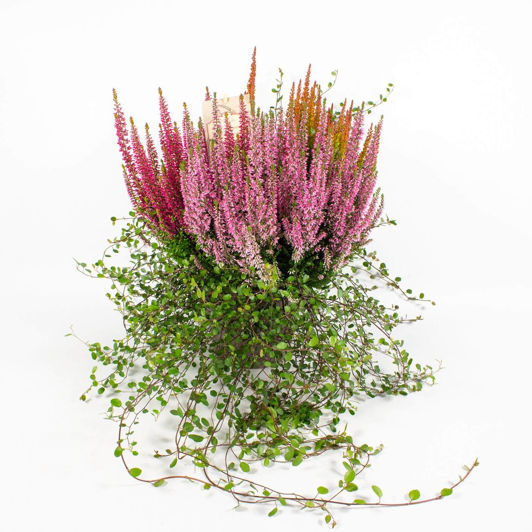 Zusammenpflanzung moderner Herbstpflanzen im Tontopf - 17cm