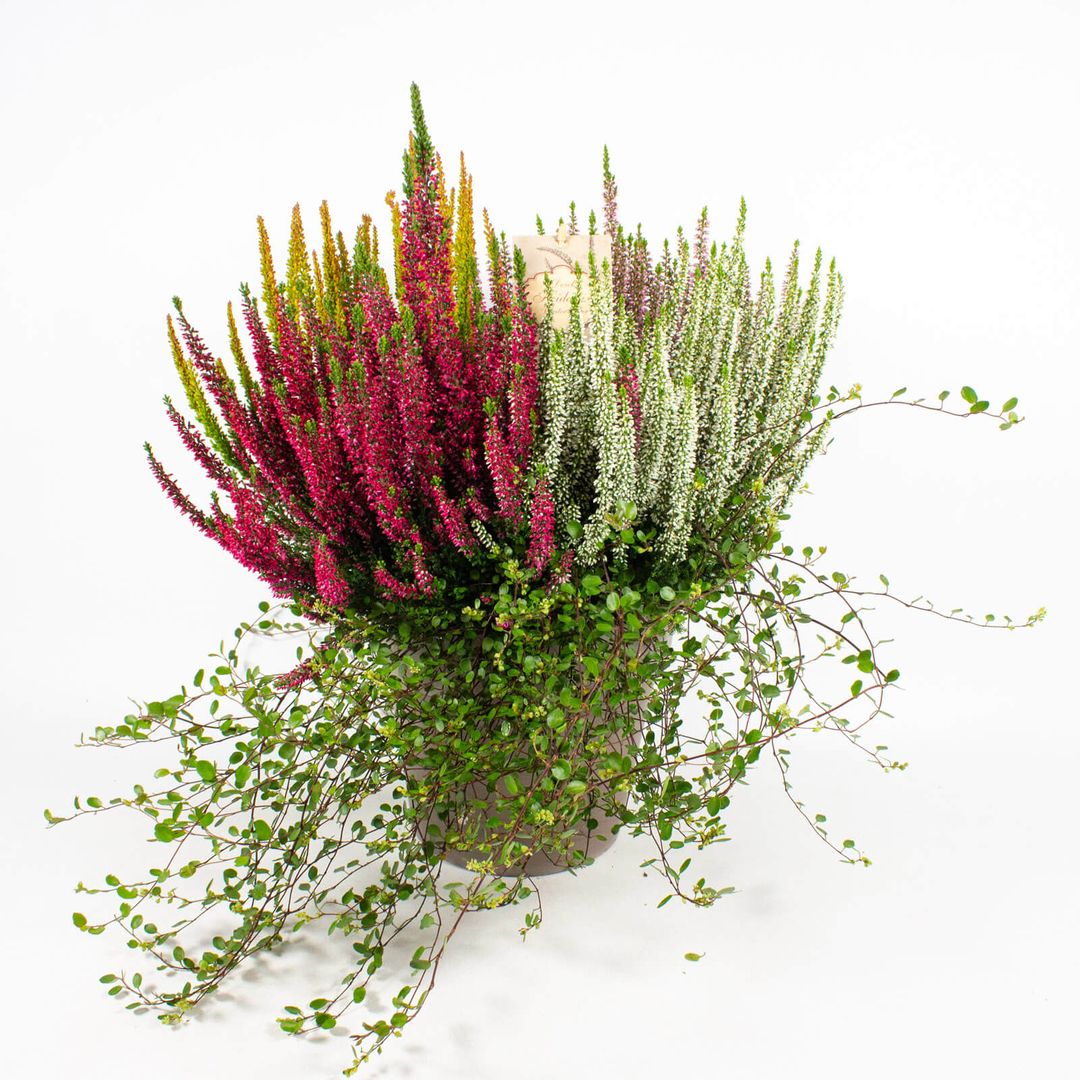 Zusammenpflanzung moderner Herbstpflanzen im Tontopf - 21cm