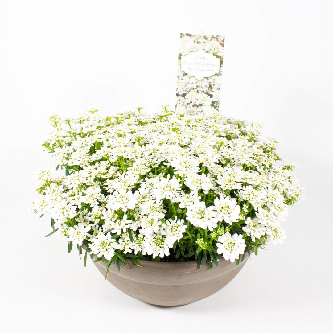 23cm Plastikschale mit der Pflanze Iberis sempervirens