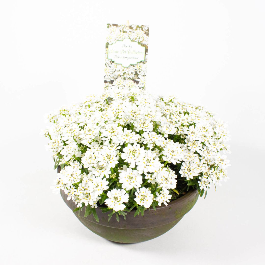 23cm Tonschale mit der Pflanze Iberis sempervirens