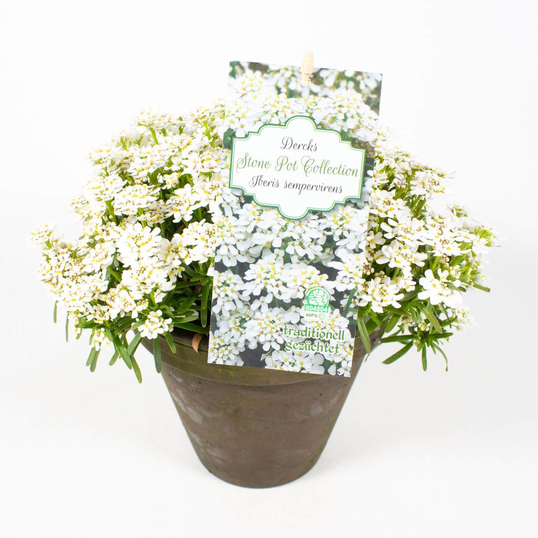 16cm Tontopf mit der Pflanze Iberis sempervirens