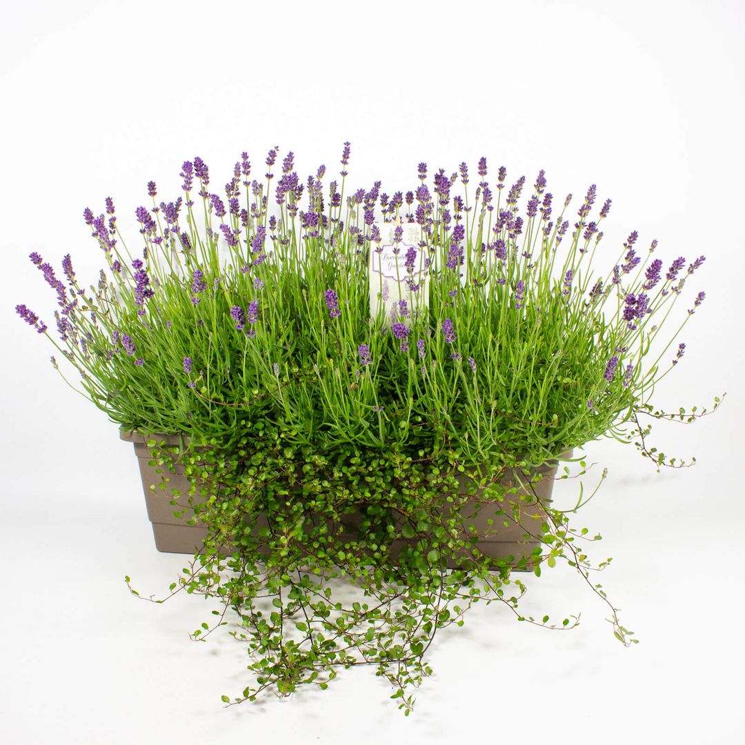 Lavendel in 50cm Balkonkasten