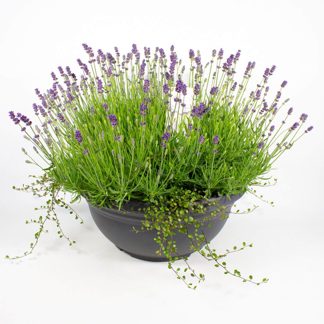 Lila Lavendel in grauer 45cm Plastikschale