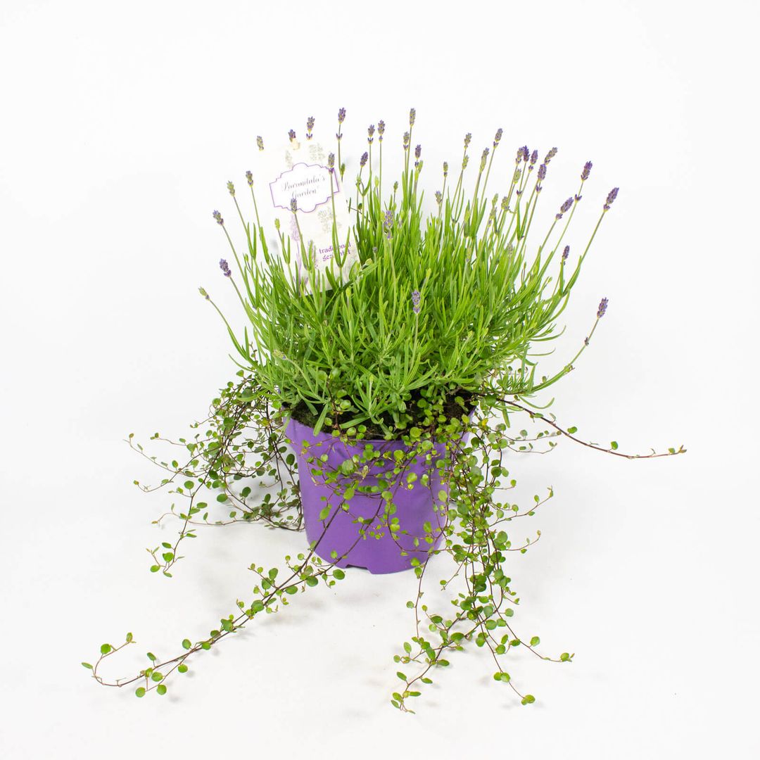 Lila Lavendel in lila 19cm Dekotopf