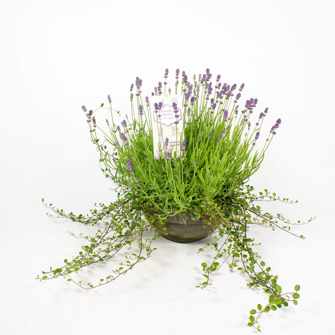 Lavendel in 23cm Tonschale