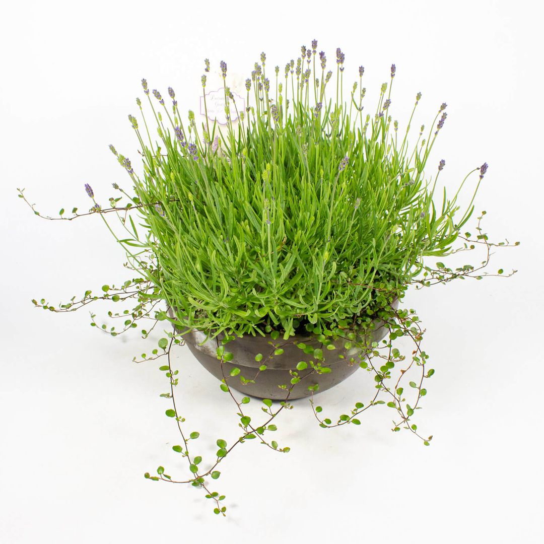 Lavendel in 30cm Tonschale