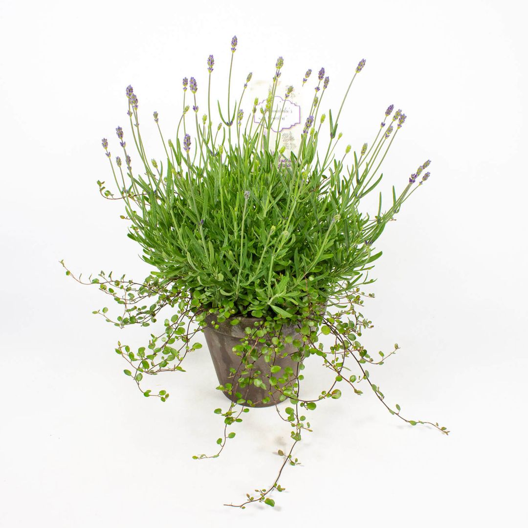 Blauer Lavendel in 16cm Tontopf