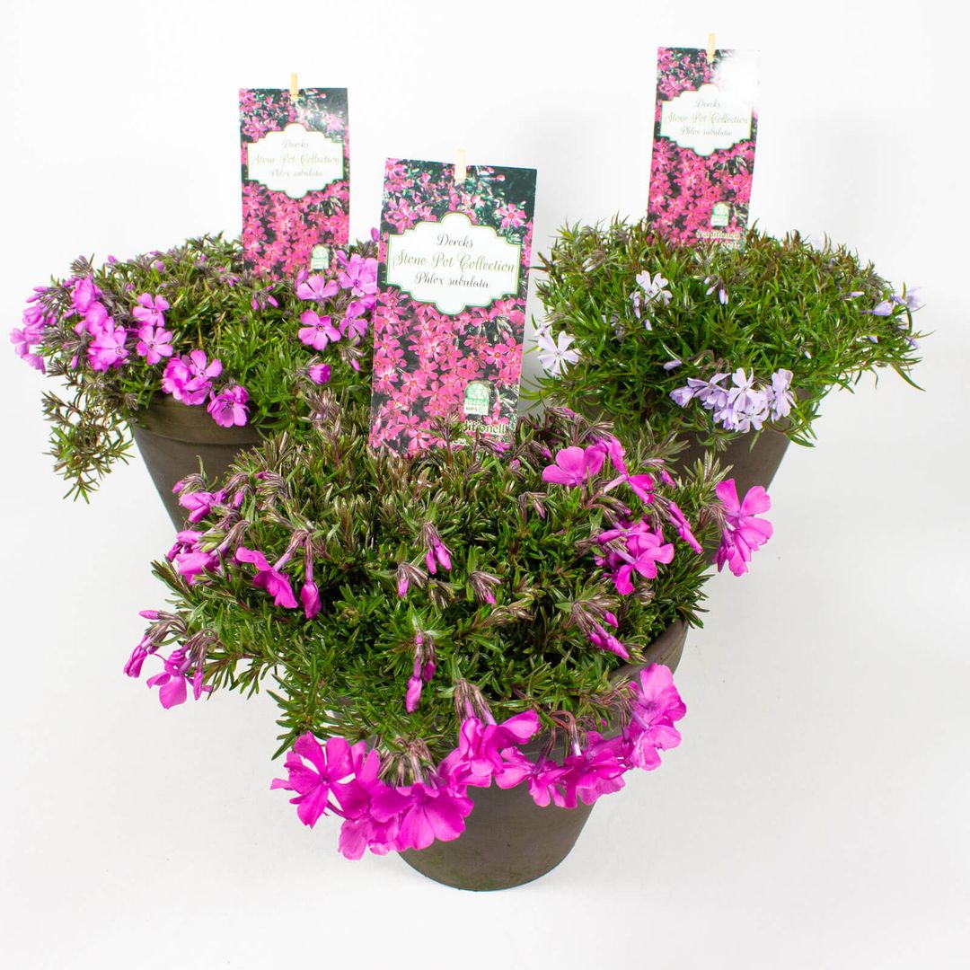 drei 16cm Tontöpfe mit der Pflanze Phlox subulata