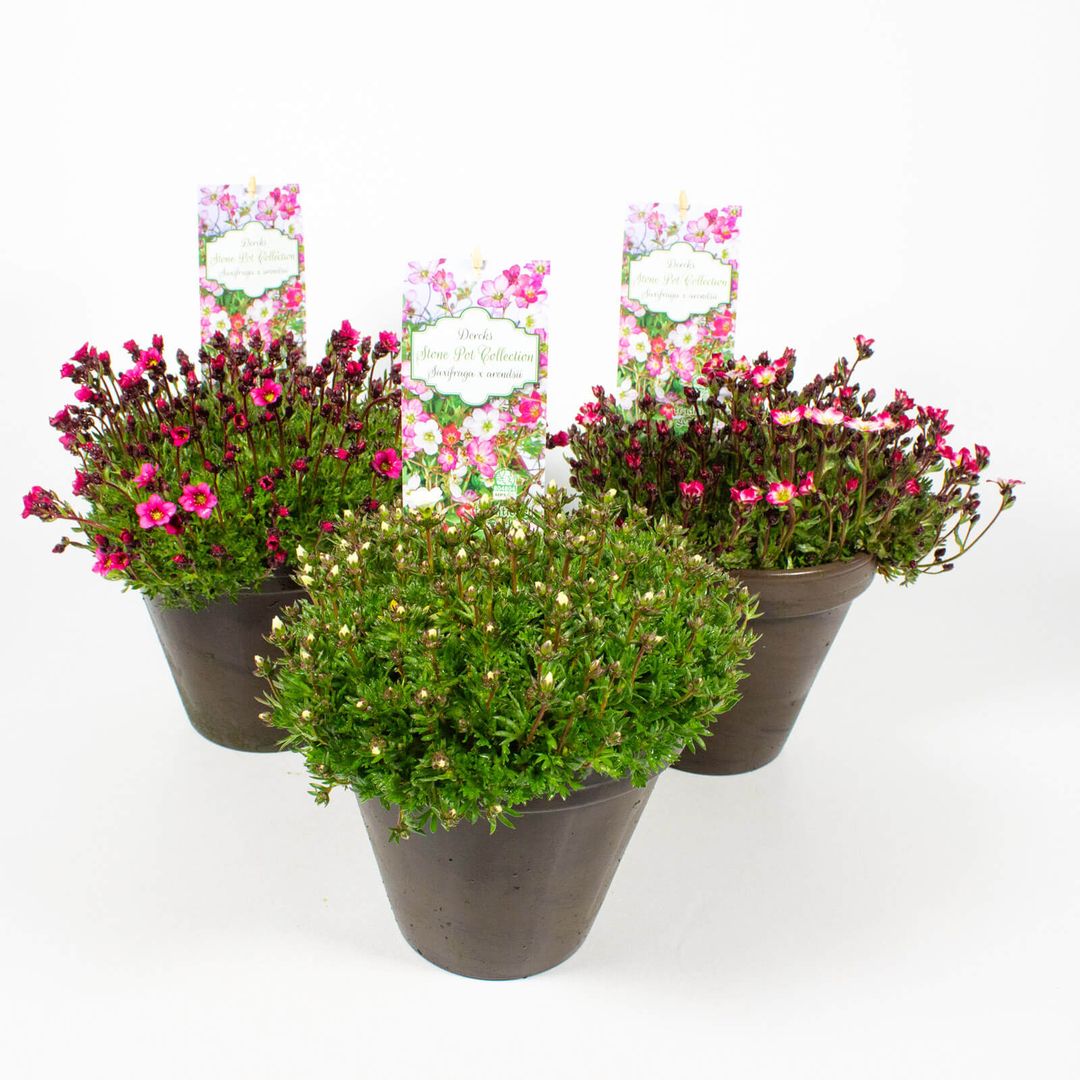 drei 16cm Tontöpfe mit der Pflanze Saxifraga x arendsii