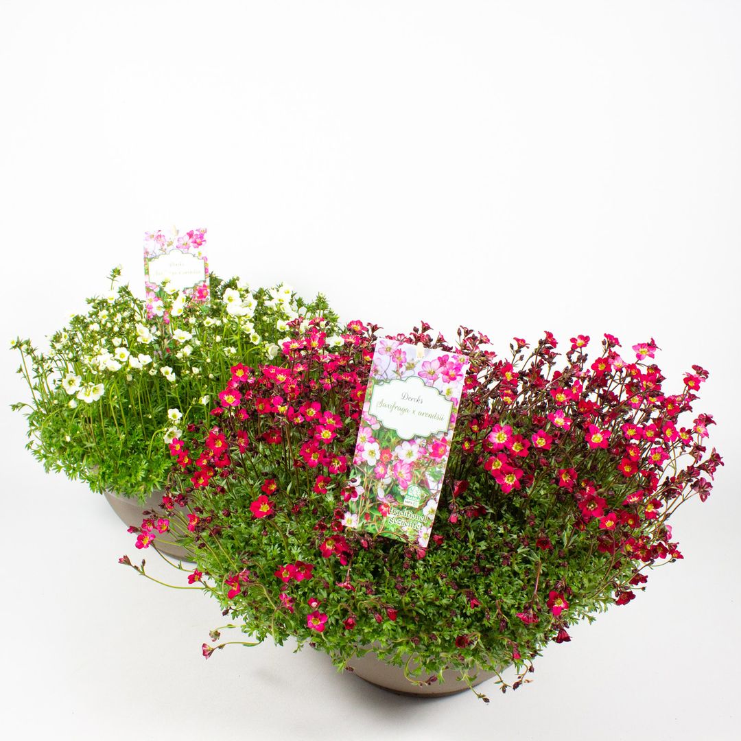 23cm Plastikschale mit der Pflanze Saxifraga x arendsii