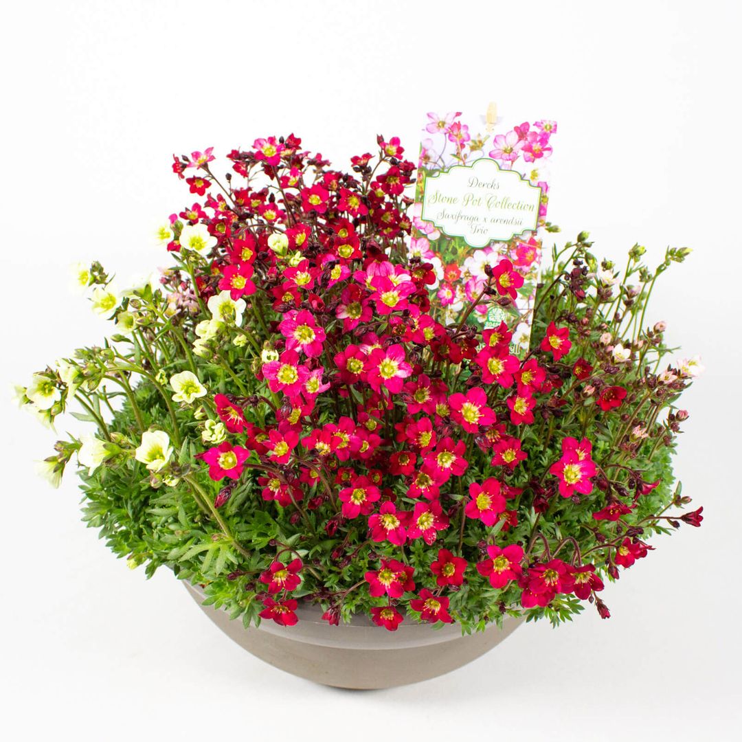 23cm Plastikschale mit der Pflanze Saxifraga x arendsii TRIO