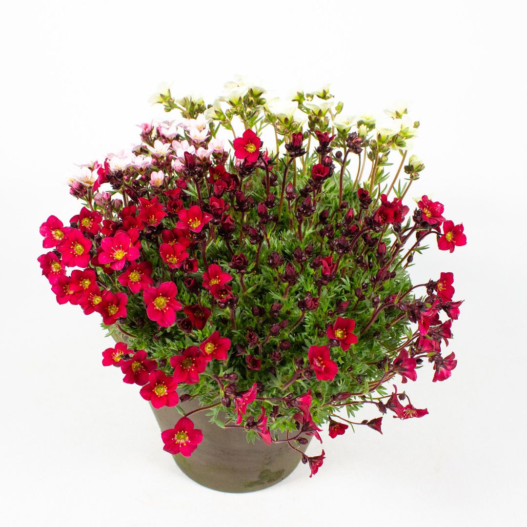 16cm Tontopf mit der Pflanze Saxifraga Trio
