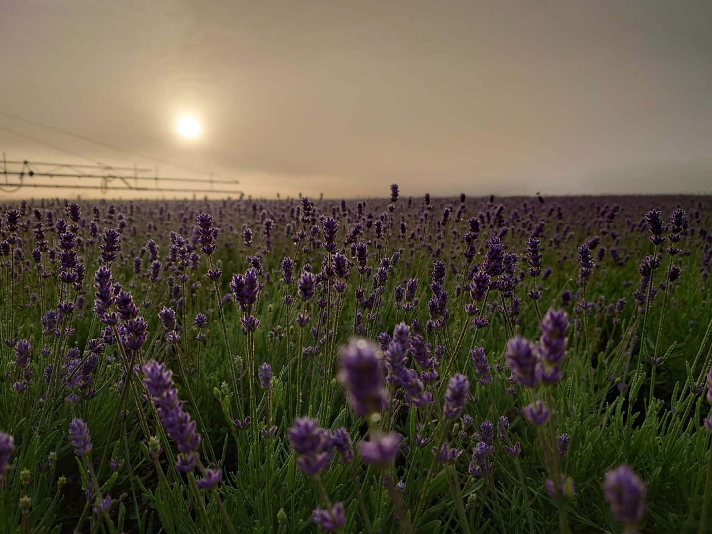 Lavendelfeld